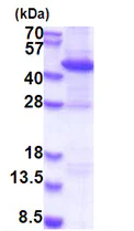 SDS-PAGE - Recombinant Human Rad51L1/RAD51B protein (denatured) (His tag N-Terminus) (AB174397)