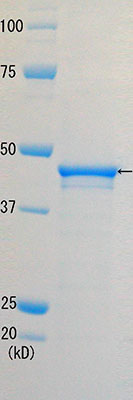 Recombinant Human RAD52 protein