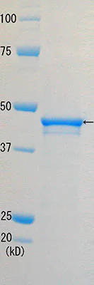 SDS-PAGE - Recombinant Human RAD52 protein (AB188614)