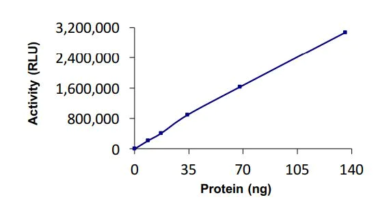 Functional Studies - Recombinant human Rad6 protein (Active) (AB269094)