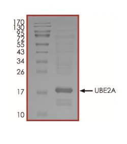 SDS-PAGE - Recombinant human Rad6 protein (Active) (AB269094)