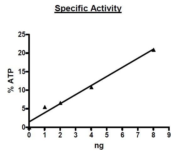 Recombinant human Raf1 (mutated Y340D + Y341D) protein (Active)