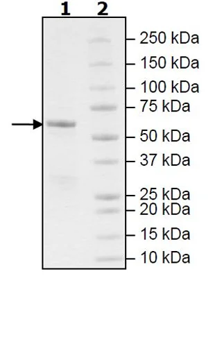 SDS-PAGE - Recombinant human Raf1 (mutated Y340D + Y341D) protein (Active) (GST tag N-Terminus) (AB271473)