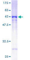 SDS-PAGE - Recombinant Human Rag A protein (GST tag N-Terminus) (AB161103)