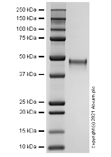 SDS-PAGE - Recombinant Human RAGE protein (AB283473)