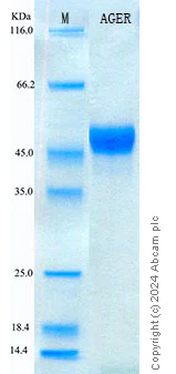 SDS-PAGE - Recombinant Human RAGE Protein Standard (His tag) (AB316627)
