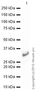 Western blot - Recombinant Human RALA protein (AB102555), expandable thumbnail