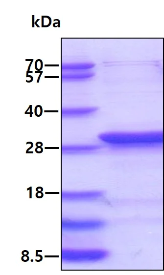 SDS-PAGE - Recombinant Human RALA protein (His tag N-Terminus) (AB102555)
