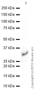 Western blot - Recombinant Human RALA protein (His tag N-Terminus) (AB102555)