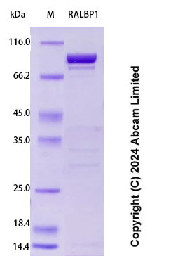 SDS-PAGE - Recombinant Human RALBP1 Protein Standard (His tag) (AB323073)