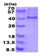 SDS-PAGE - Recombinant Human RALY protein (denatured) (AB187463), expandable thumbnail
