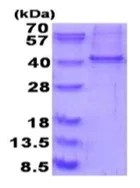 SDS-PAGE - Recombinant Human RALY protein (denatured) (AB187463)