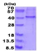SDS-PAGE - Recombinant Human RALY protein (denatured) (AB187463)
