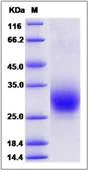 SDS-PAGE - Recombinant Human RAMP3 protein (Fc Chimera) (AB276582)