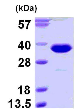 SDS-PAGE - Recombinant Human RanBP1 protein (His tag N-Terminus) (AB124580)