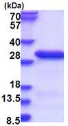 SDS-PAGE - Recombinant Human RanBP3 protein (His tag N-Terminus) (AB181938)
