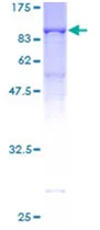 SDS-PAGE - Recombinant Human RanGAP1 protein (GST tag N-Terminus) (AB131750)