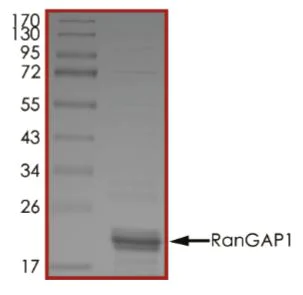 SDS-PAGE - Recombinant Human RanGAP1 protein (His tag) (AB268916)