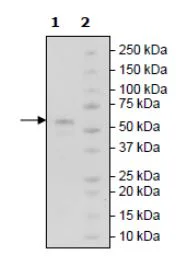 SDS-PAGE - Recombinant Human RANK protein (Biotin) (Avi tag C-Terminus + Fc tag C-Terminus) (AB271728)