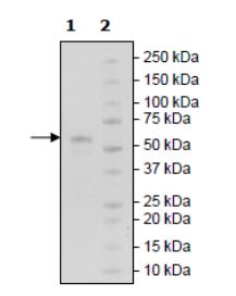 SDS-PAGE - Recombinant Human RANK protein (Tagged) (AB271727), expandable thumbnail