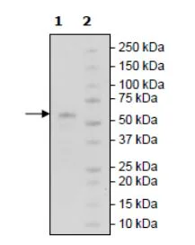SDS-PAGE - Recombinant Human RANK protein (Tagged) (AB271727)