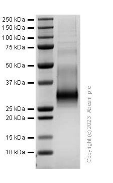 SDS-PAGE - Recombinant Human RANKL protein (AB310802)