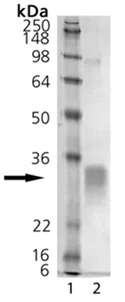 SDS-PAGE - Recombinant human RANKL protein (Active) (AB157289)