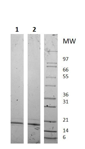 SDS-PAGE - Recombinant human RANKL protein (Active) (AB256098)