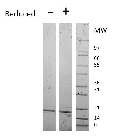 Recombinant human RANKL protein (Active)