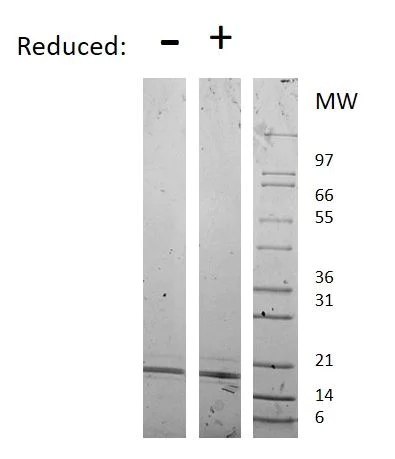 SDS-PAGE - Recombinant human RANKL protein (Active) (AB269158)