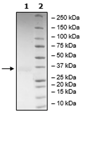 SDS-PAGE - Recombinant Human RANKL protein (His tag N-Terminus) (AB271729)