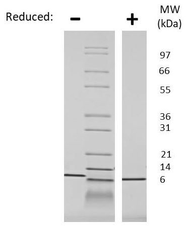 SDS-PAGE - Recombinant human RANTES protein (Active) (AB269212)