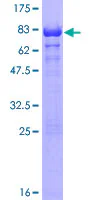 SDS-PAGE - Recombinant Human RAP1/TERF2IP protein (GST tag N-Terminus) (AB162732)