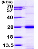 SDS-PAGE - Recombinant Human RAP1A protein (AB97904), expandable thumbnail