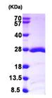 SDS-PAGE - Recombinant Human RAP1B protein (AB103049)