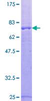 SDS-PAGE - Recombinant Human Raptor protein (GST tag N-Terminus) (AB112419)