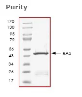 SDS-PAGE - Recombinant Human Ras protein (GST tag N-Terminus) (AB61239)