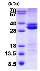 SDS-PAGE - Recombinant Human RASSF3 protein (denatured) (AB140570)