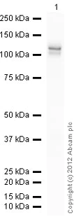 Western blot - Recombinant Human Rb protein (AB83205)