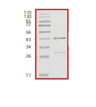 SDS-PAGE - Recombinant Human Rb protein (GST tag N-Terminus) (AB56270)