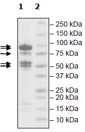 SDS-PAGE - Recombinant human RbAp48+EED+SUZ12+AEBP2+EZH2 (mutated A738T) protein (Active) (AB271499), expandable thumbnail