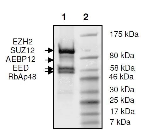 SDS-PAGE - Recombinant Human RBBP4 + EED + SUZ12 + AEBP2 + EZH2 (mut E740K) protein (His N-Term, DDDDK N-Term) (AB271501)