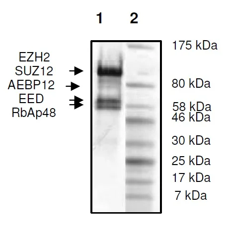 SDS-PAGE - Recombinant Human RBBP4 + EED + SUZ12 + AEBP2 + EZH2 (mut F672I) protein (DDDDK N-Term, His N-Term) (AB271502)