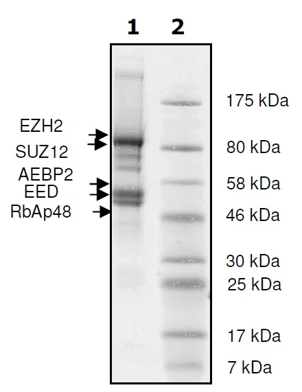 SDS-PAGE - Recombinant Human RBBP4 + EED + SUZ12 + AEBP2 + EZH2 (mut H694Y) protein (His N-Term, DDDDK N-Term) (AB271503)