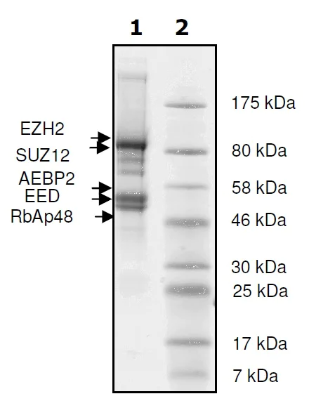 SDS-PAGE - Recombinant Human RBBP4 + EED + SUZ12 + AEBP2 + EZH2 (mutated H689Y) protein (Tagged) (AB271503)