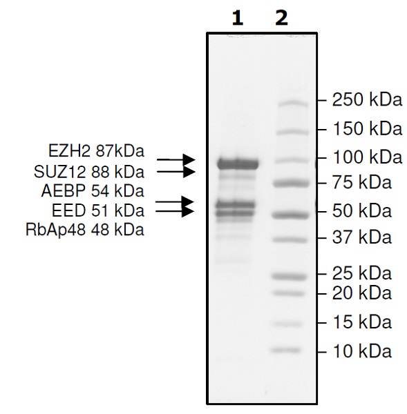 SDS-PAGE - Recombinant human RBBP4 + EED + SUZ12 + AEBP2 + EZH2 (mutated P132S) protein (Active) (AB271504), expandable thumbnail