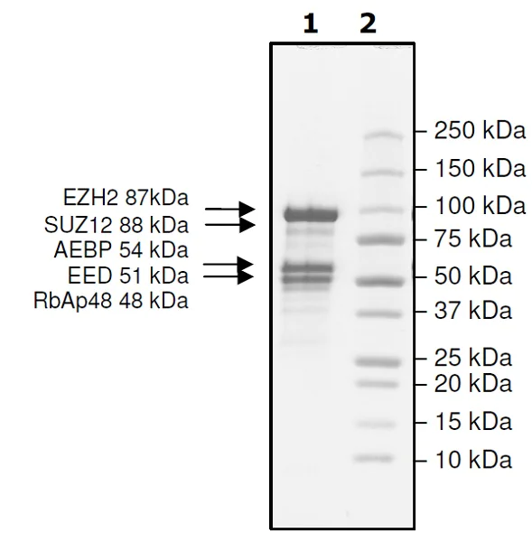 SDS-PAGE - Recombinant human RBBP4 + EED + SUZ12 + AEBP2 + EZH2 (mutated P132S) protein (Active) (AB271504)