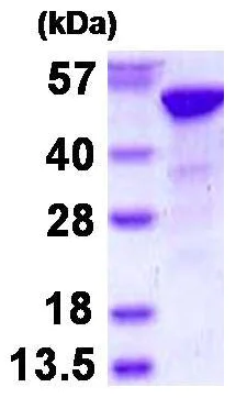SDS-PAGE - Recombinant Human RBBP4 protein (His tag N-Terminus) (AB130037)