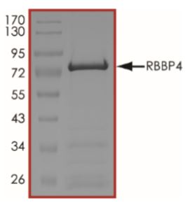 SDS-PAGE - Recombinant Human RBBP4 protein (Tagged) (AB268917)