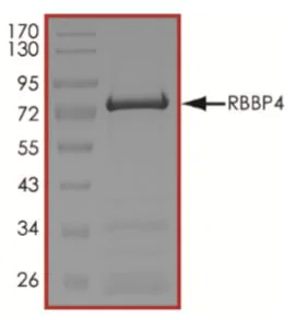 SDS-PAGE - Recombinant Human RBBP4 protein (Tagged) (AB268917)